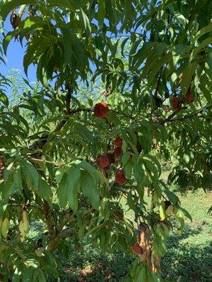 Peach tree