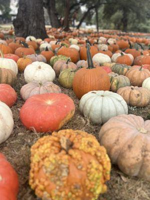 Pumpkins!