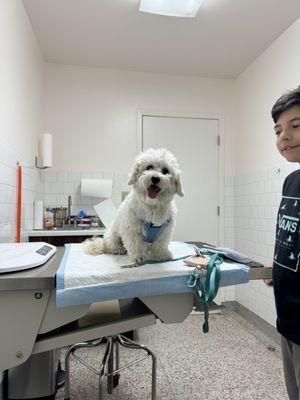 Los Feliz Small Animal Hospital