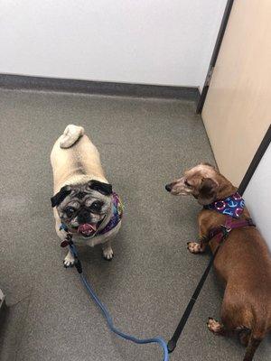 Yearly checkup for Emma and Elvis.