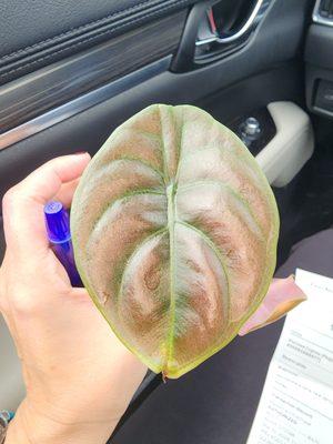 Alocasia Cuprea this little guy is only a plug but they are very tough to find it has a red iridescence