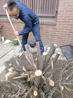 Shrubs removal