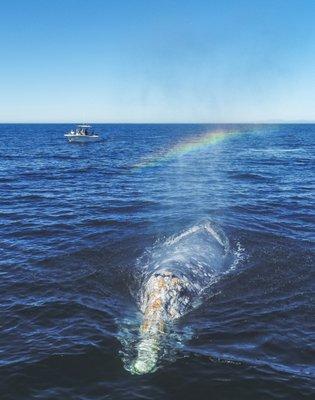 Giant Gray Whale next to our boat!