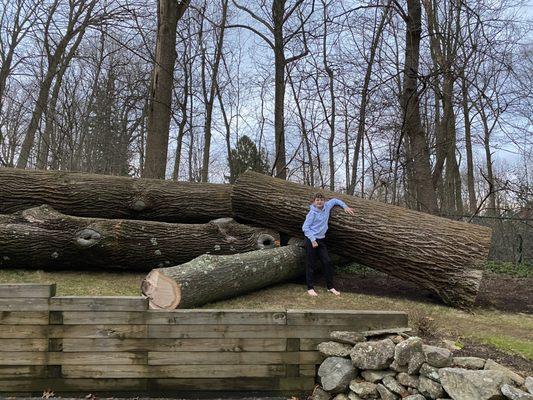 Jhonny's Tree Service