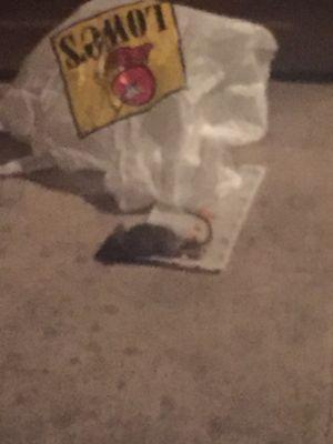 Requested that they take the dead mouse out did not even pick up but the time I got home the next night