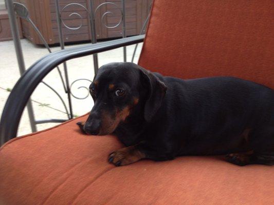 Zoe, one of our two Doxies passed within past two weeks. She was 13 yrs old.