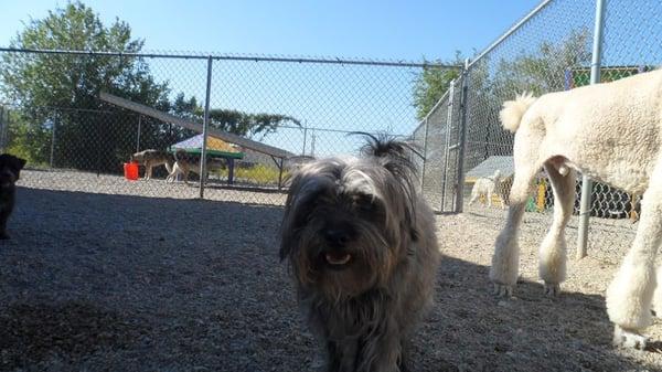 dogs left unattended in back outside pen. No indoor access