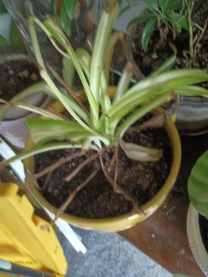 The worst spider plants I have ever purchased even the babies died.  The owner would not replace.  I would never shop their.