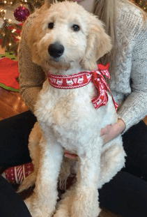 same puppy, same day, post 3 hour grooming which included having to shave the coat and bathing him 3 times.