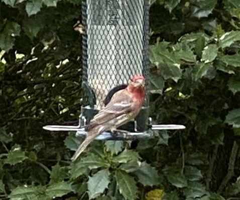 House finch