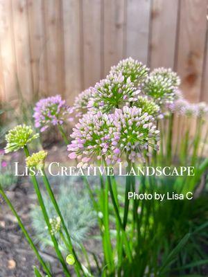 Lisa Creative Landscape