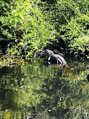 Baby Gator