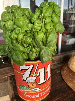 Fresh basil on the patio