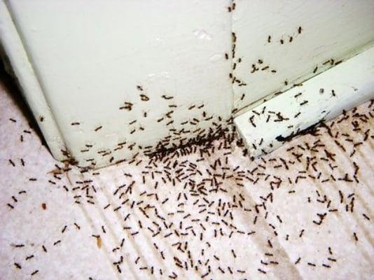 We offer a 6 week ant treatment guarantee!