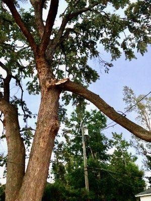 The limb still attached to tree and laying on power line.