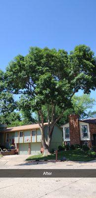 Ash Tree Trimming Omaha - West Omaha Tree Service 2023 - Copyright 2023