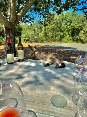 Ed, the Hanzell cat, lounging in the shade