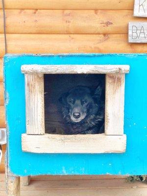 Such sweet doggies!