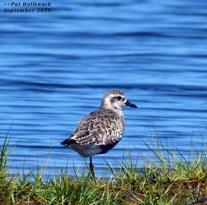 Black Bellied Plover