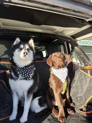 Look how cute they look with their bandannas after being groomer