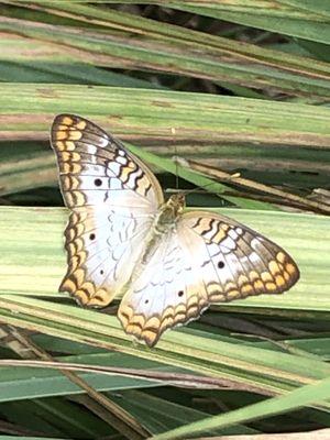 White Peacock butterfly.