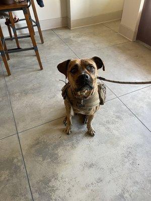 Happy taproom doggy!