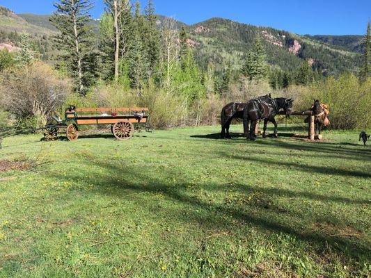 Horse-drawn Wagon BBQ Dinner Rides