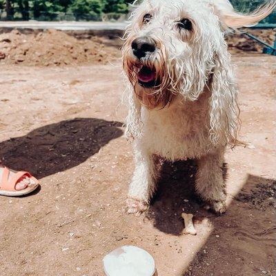 A furry friend enjoying a delicious Pup Cup!