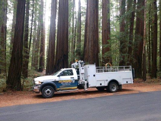 Roxy in the redwoods