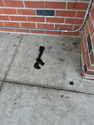 Poop out front