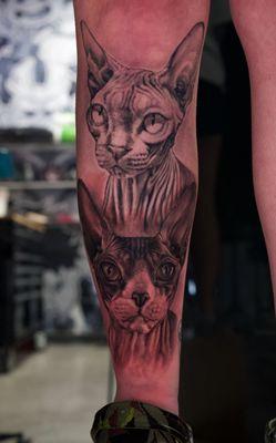 Pet portrait of clients two sphinx cats. Top healed tattoo bottom fresh. Realistic pet portrait tattoo