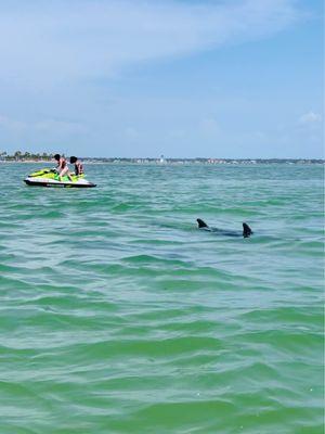 Us trying to get on the jet ski but seeing dolphins!