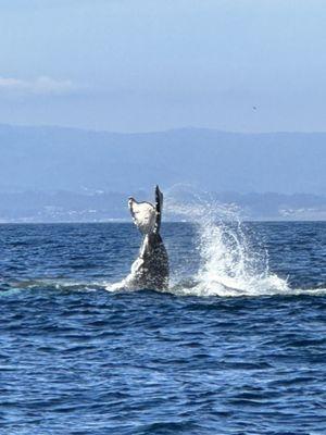 Monterey Bay Whale Watch