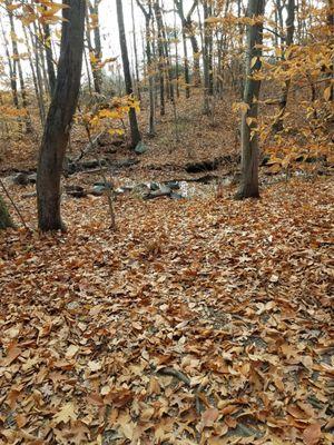 Small stream near beginning of trail