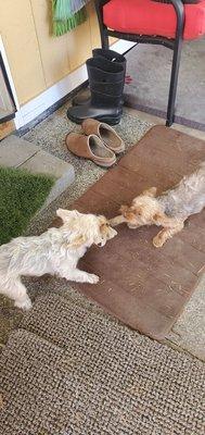 Oscar and Chewy playing tug a war. They have very strong teeth!!