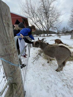 Go meet Sanchez the donkey!