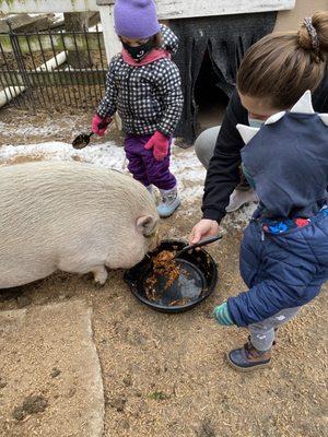 Feeding the pigs homemade snacks in tiny animal adventures