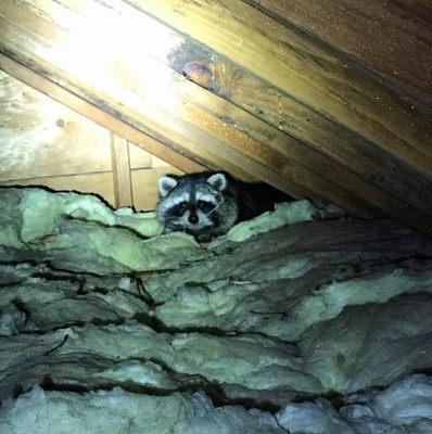 Attic Raccoon Removal