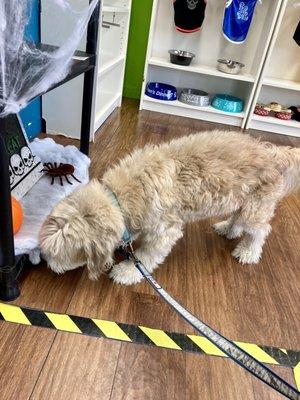 Grooming day & checking out the creepy crawlers (Halloween)