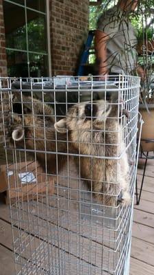 baby raccoons humanly removed and sent off to rehabilitator in Houston, TX.