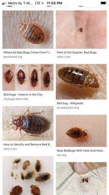 Dumes Day Bedbug Exterminators