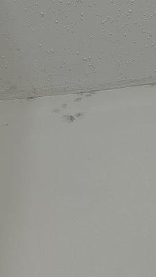 Black mold in the bathroom of suite 3