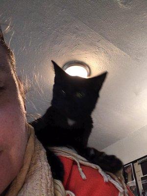 This is Page. She's a shoulder kitty