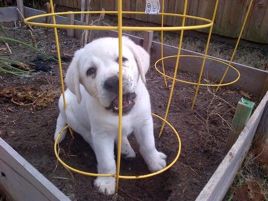 Otis, Spring 2015.  Helping mommy plant her veggies