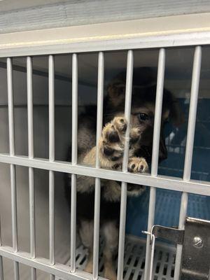 Poor German Shepard pup was peeing himself in the small cage. Clearly not being taken out regularly.