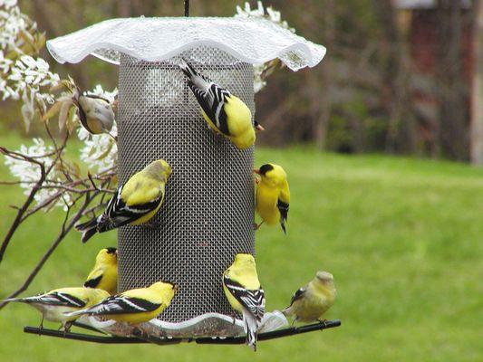 Birds Choice hanging bird bath - AAH216