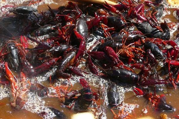 Angry crawfish go for a swim.