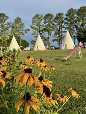 Cabin Court- Tourist Cabins- Teepees and some of the many plantings