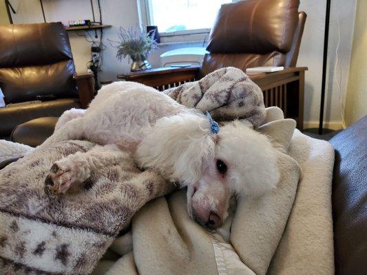 My toy poodle 10min back home from the Platiumim pooch.  She is so calm and relaxed because of how well Donna treats her