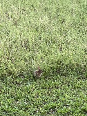 A bunny and the sunset!